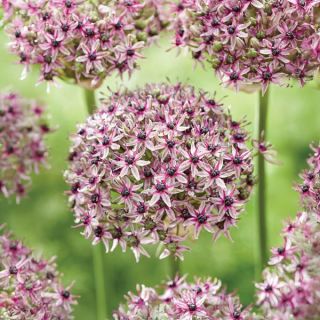 Starlight Allium Thumbnail